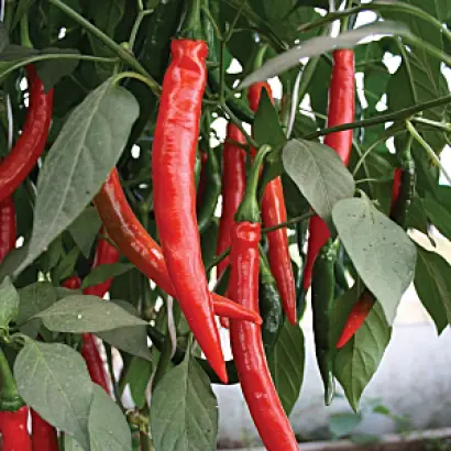 КРАСНЫЙ ДРАКОН