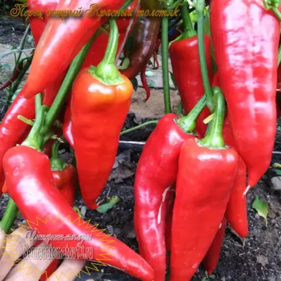 КРАСНЫЙ ТОЛСТЯК