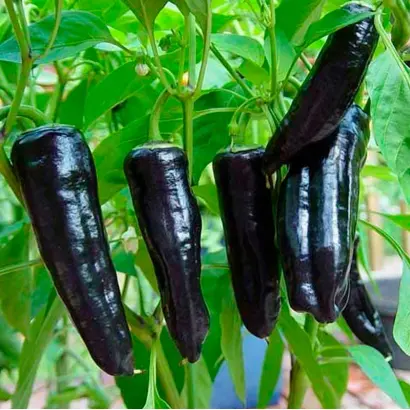 МОЛНИЯ ЧЕРНАЯ