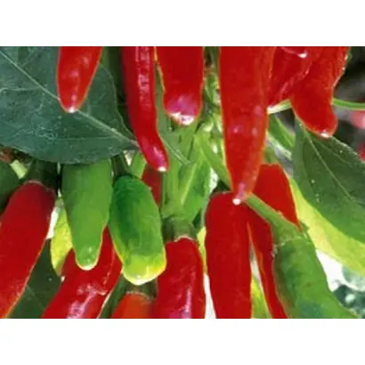 ВОЛШЕБНЫЙ БУКЕТ