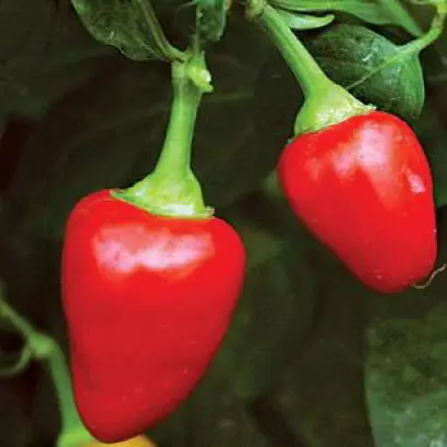 МАЛЕНЬКИЙ ПРИНЦ