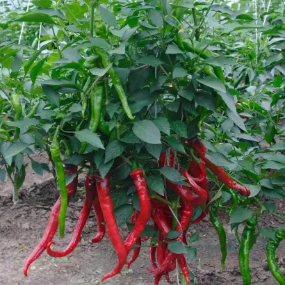 ЮБИЛЕЙНЫЙ ВНИИССОК