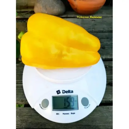 ЗОЛОТОЙ МАЖОР