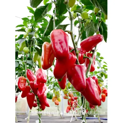 ПЕТРОВЧАНКА