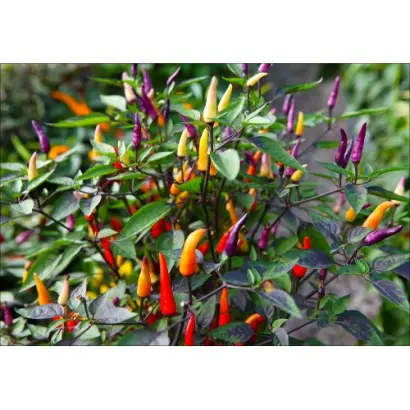 АТТРАКЦИОН