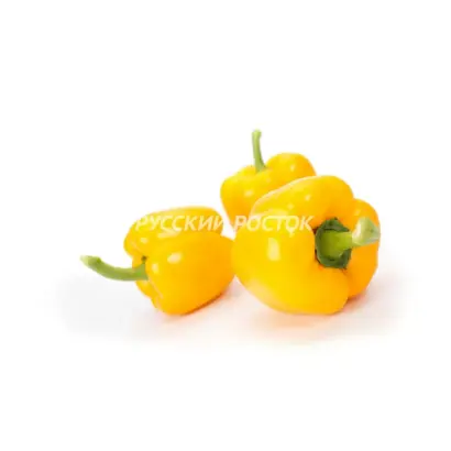 ОЛЛРАУНДЕР