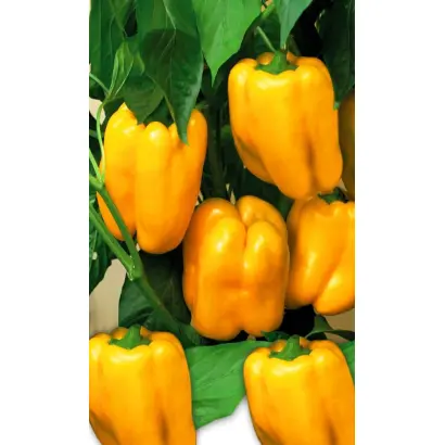 ЗОЛОТОЙ БУКЕТ