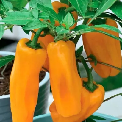 КУЗЯ ЖЕЛТЫЙ