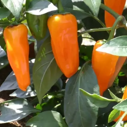 СИБИРСКАЯ ЛИСА