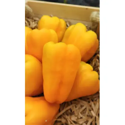 ЗОЛОТОЙ ЗАПАС