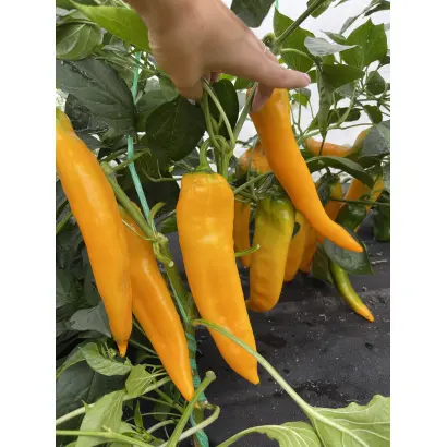 ЖЕЛТАЯ КАПИЯ