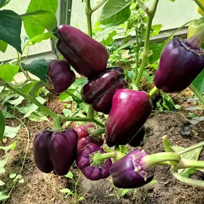 ПУРПУРНЫЙ БЫК