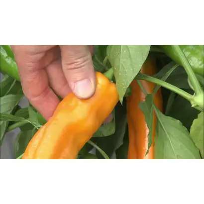 ЛИСИЙ ХВОСТ