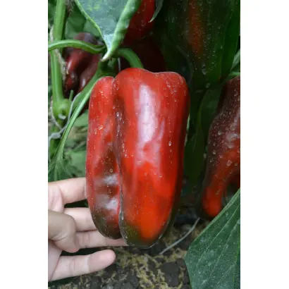 КАКАДУ КРАСНЫЙ