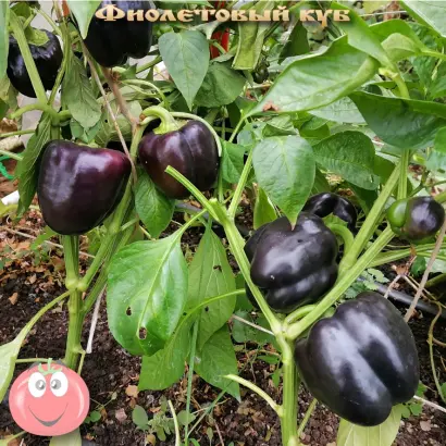 ФИОЛЕТОВЫЙ КУБ