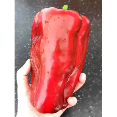 КРАСНЫЙ ВЕЛИКАН