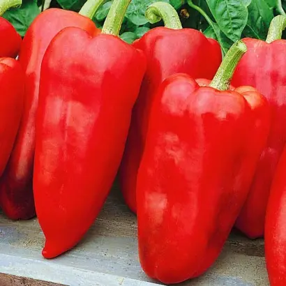 ТОЛСТЫЕ ЩЕЧКИ