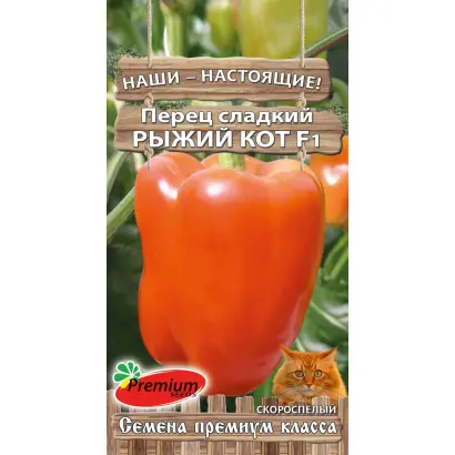 РЫЖИЙ КОТ