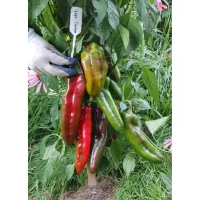 ЦАРЬ САЛТАН