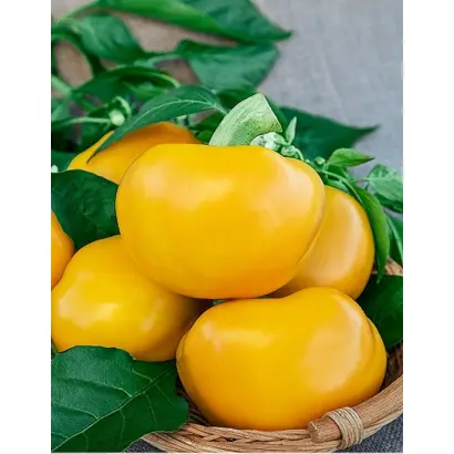 ЗОЛОТО ГЕРОЯ