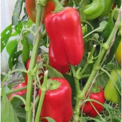 АЛЕКСАНДРИТ