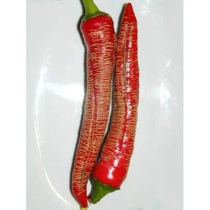 МАКЕДОНСКИЙ