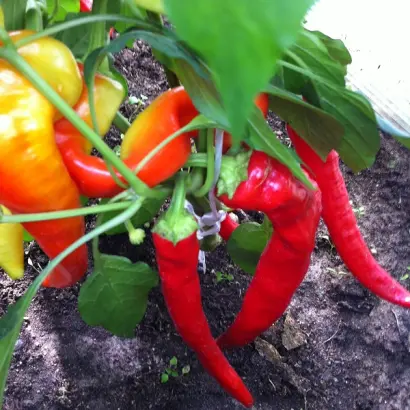 ВОРОНЦОВСКИЙ