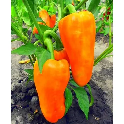 КАКАДУ ОРАНЖЕВЫЙ