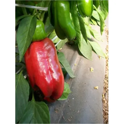 ИСПАНСКИЙ БЫК