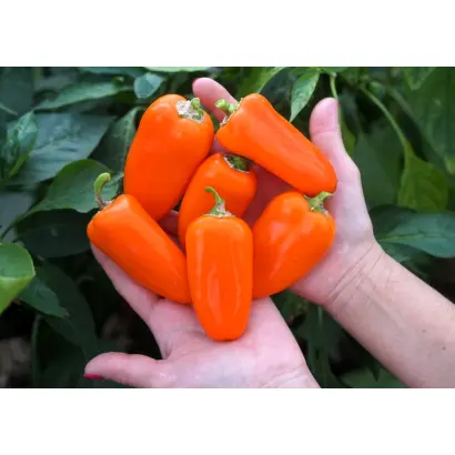 ОРАНЖЕВЫЙ БУКЕТ