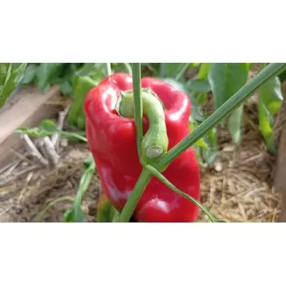 СИБИРСКИЙ ХИТ