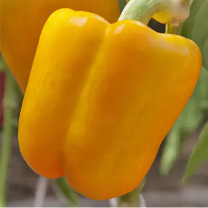 ФАНТАСТИКА