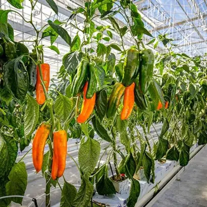 ПАЛЕРМО ОБЕДИУС