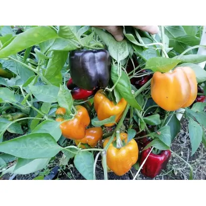 МЛЕЧНЫЙ ПУТЬ