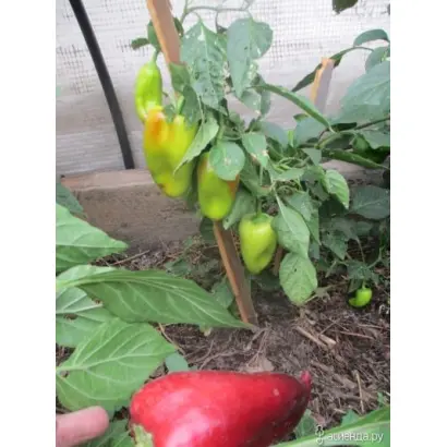 СИБИРСКИЙ ФОРМАТ