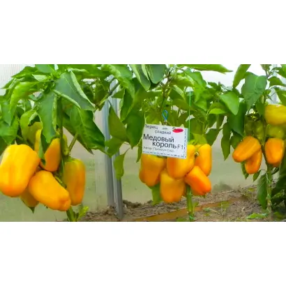 МЕДОВЫЙ КОРОЛЬ
