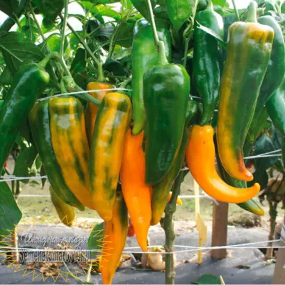 ЗОЛОТОЙ КЛЮЧИК