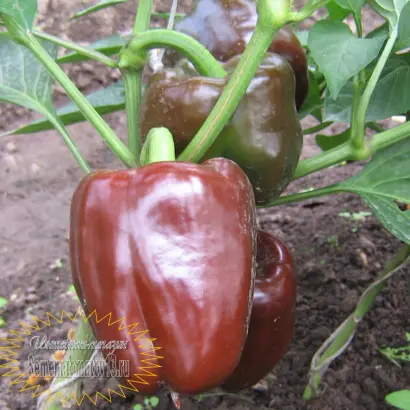 КУБОК ШОКОЛАДНЫЙ