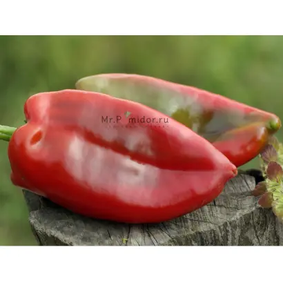 СЛОНОВО УВО