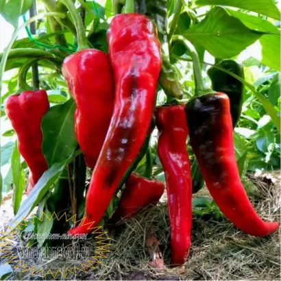 БАНАНОВЫЙ ДЕСЕРТ