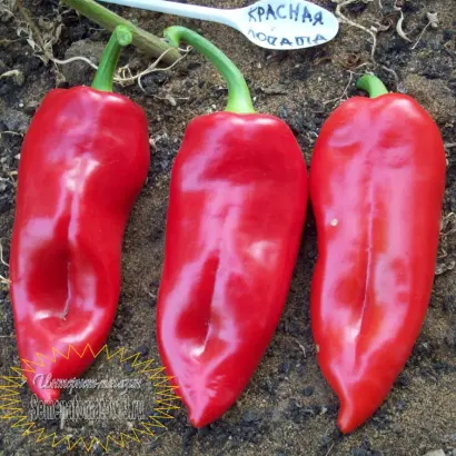 КРАСНАЯ ЛОПАТА