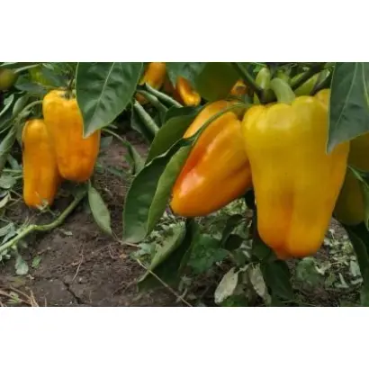 ГЛАДИАТОР АГРО