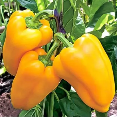 ЗОЛОТАЯ ОСЕНЬ