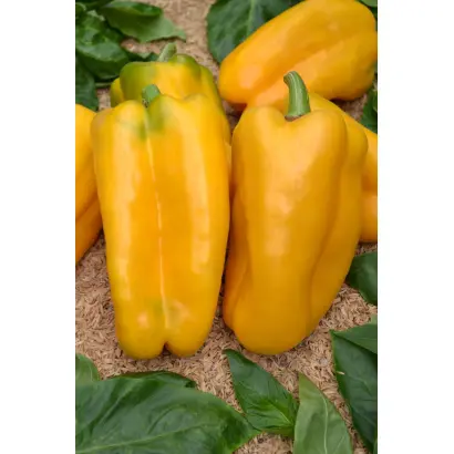 КАКАДУ ЖЕЛТЫЙ