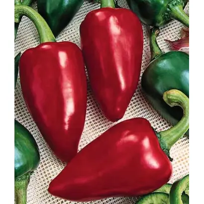 КРАСНЫЙ НОС