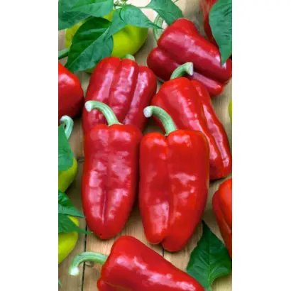 КРАСНЫЕ ЩЕЧКИ