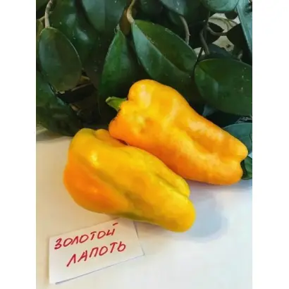 ЗОЛОТОЙ ЛАПОТЬ