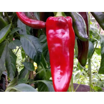 КРАСНЫЙ РОГ