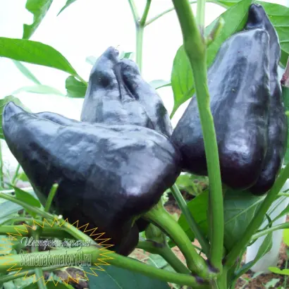 ЧЕРНЫЙ КОНЬ