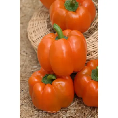 ОРАНЖЕВЫЙ ПРИНЦ